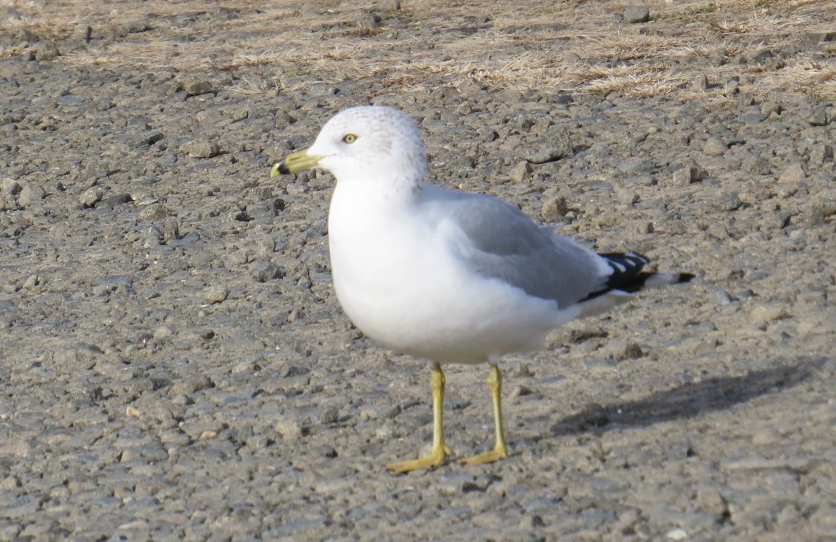 Ring-billed Gull - ML646709903