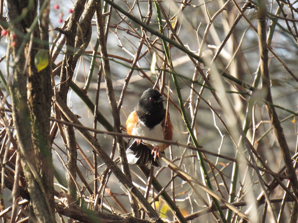 Eastern Towhee - ML646709908