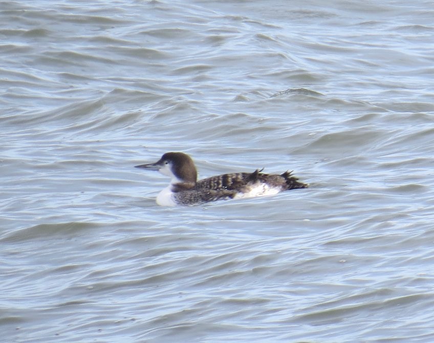 loon sp. - ML646709910