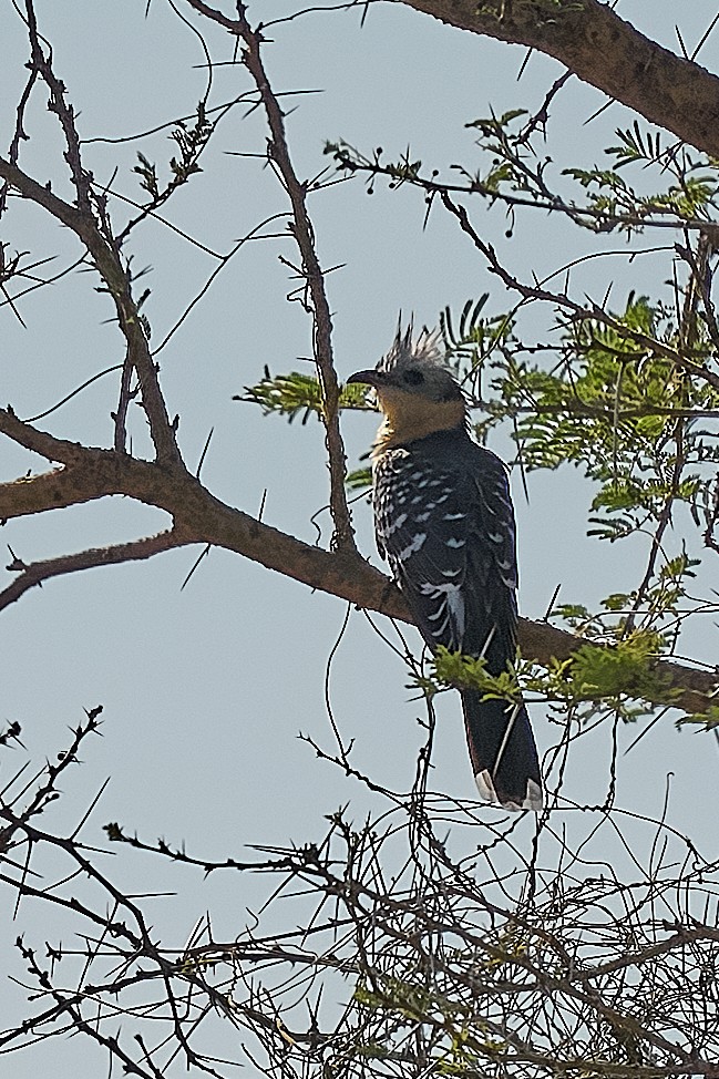 Great Spotted Cuckoo - ML646709911