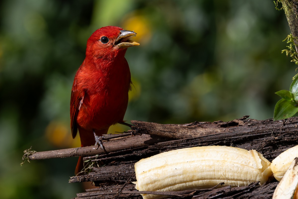 Summer Tanager - ML646709912