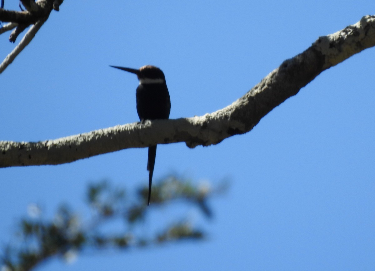 Paradise Jacamar - ML646709913