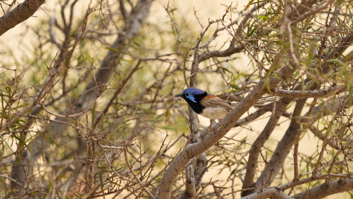 Purpurrücken-Staffelschwanz - ML646709914
