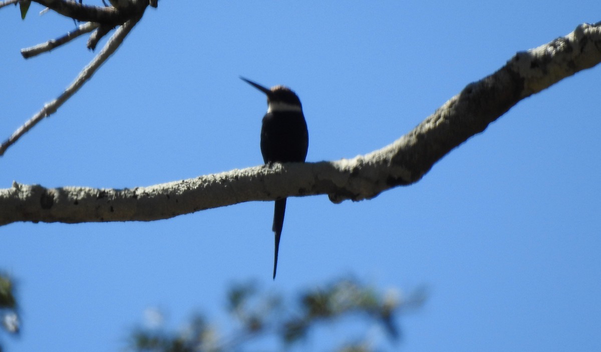 Paradise Jacamar - ML646709915