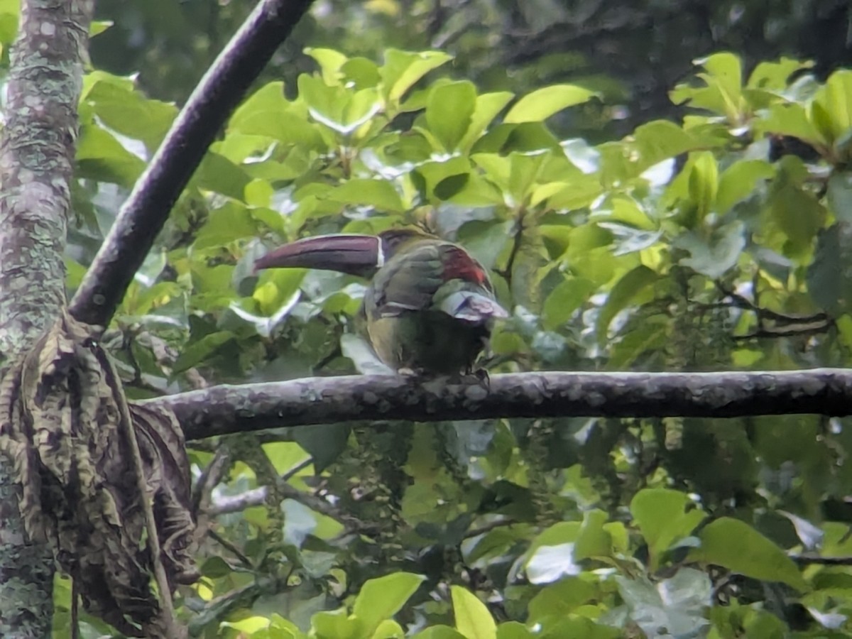 コシアカミドリチュウハシ - ML646709916