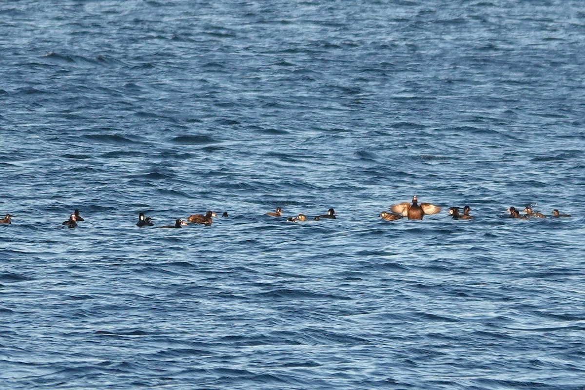 Surf Scoter - ML646709922