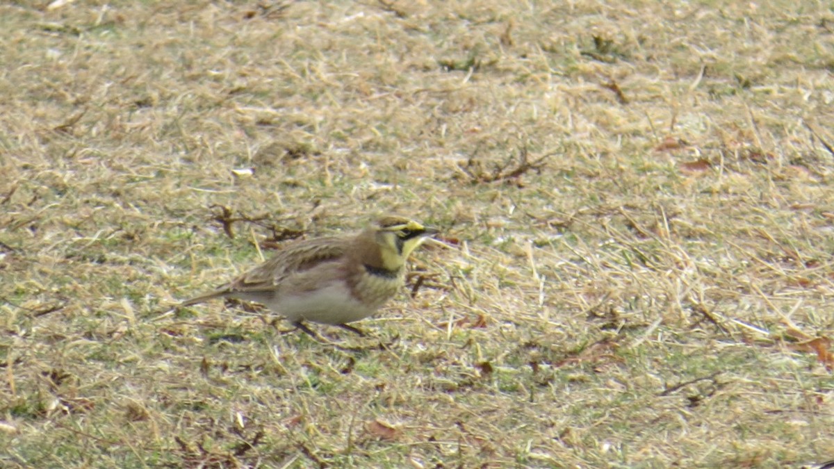 Horned Lark - ML646709923