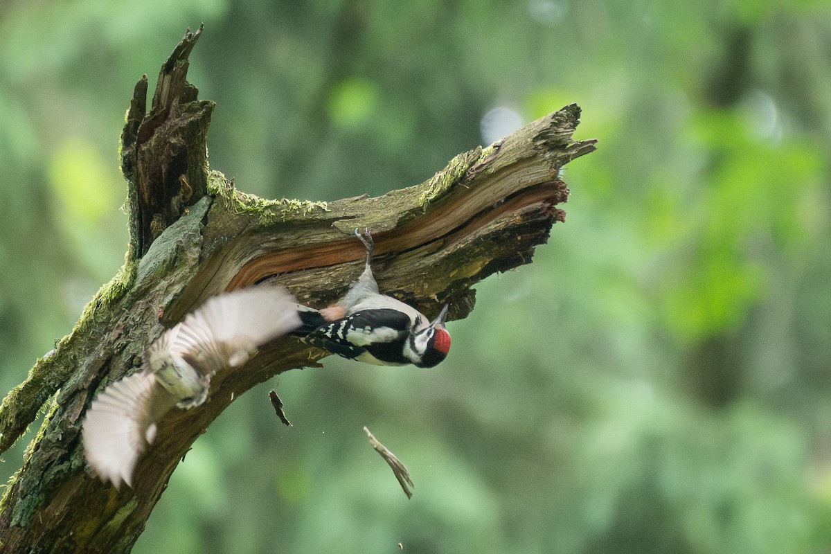 Алаг тоншуул - ML646709928