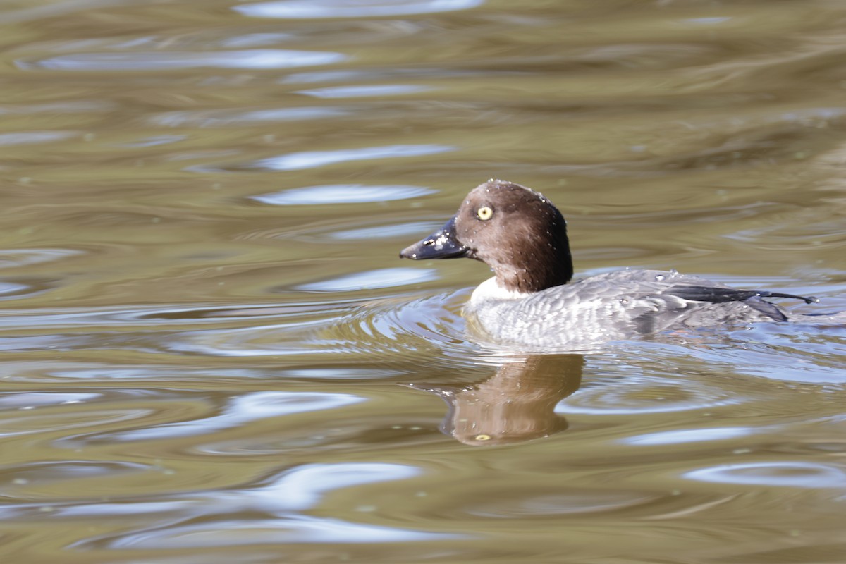 Common Goldeneye - ML646709932