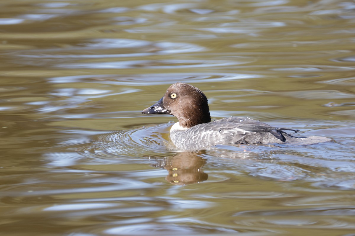 Common Goldeneye - ML646709933