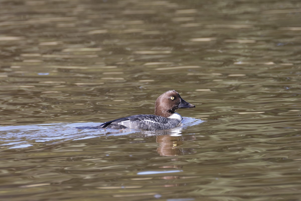 Common Goldeneye - ML646709934