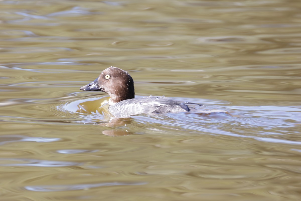 Common Goldeneye - ML646709935