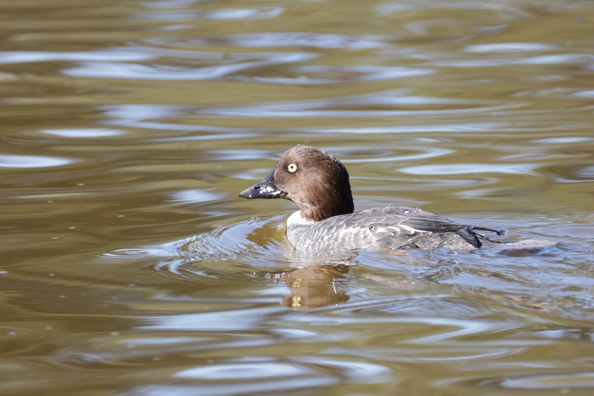 Common Goldeneye - ML646709936