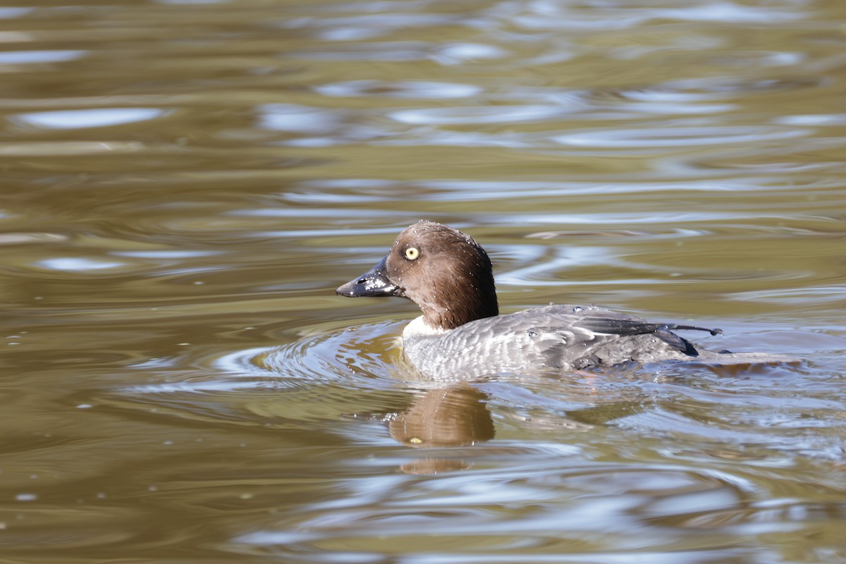 Common Goldeneye - ML646709937