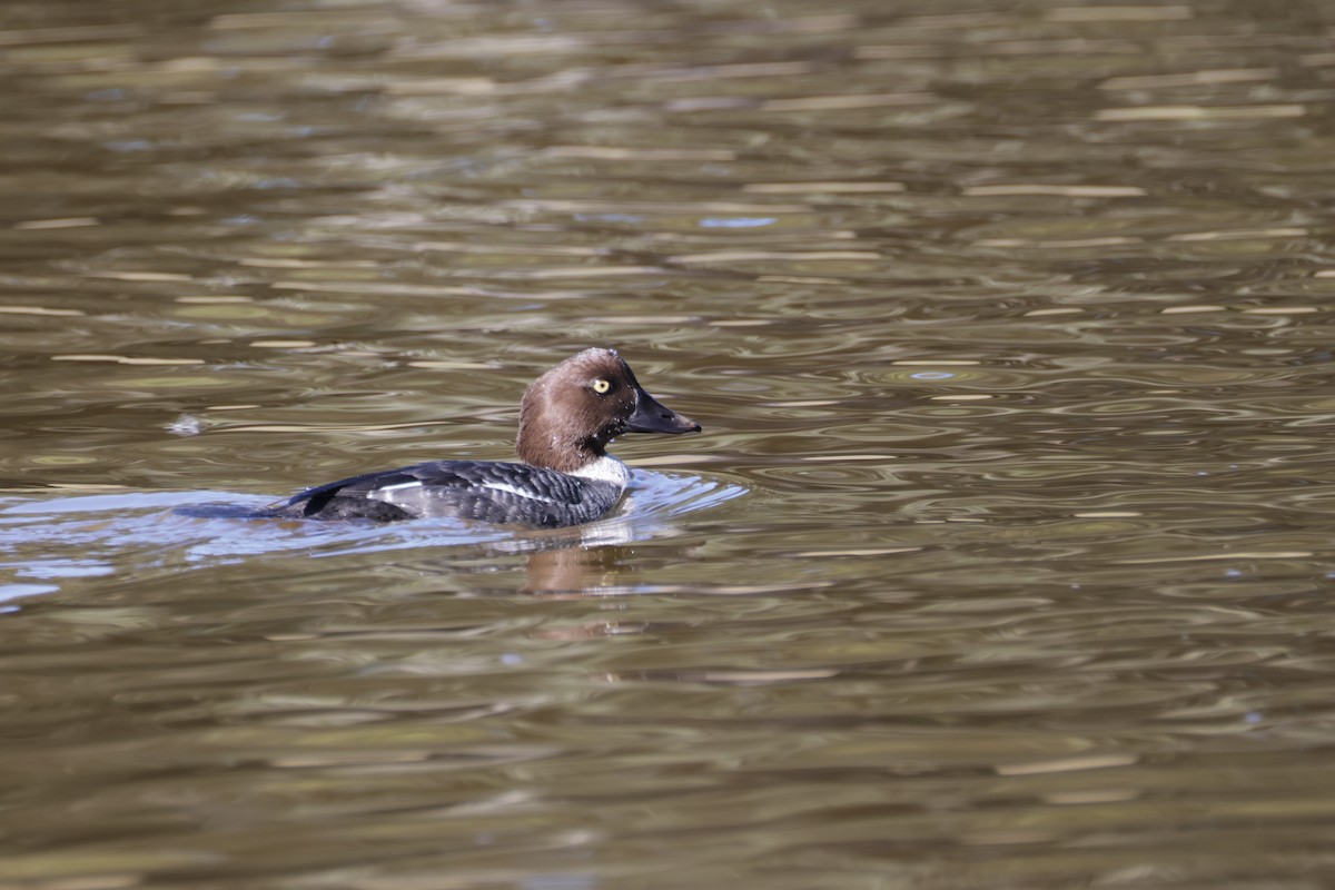 Common Goldeneye - ML646709938