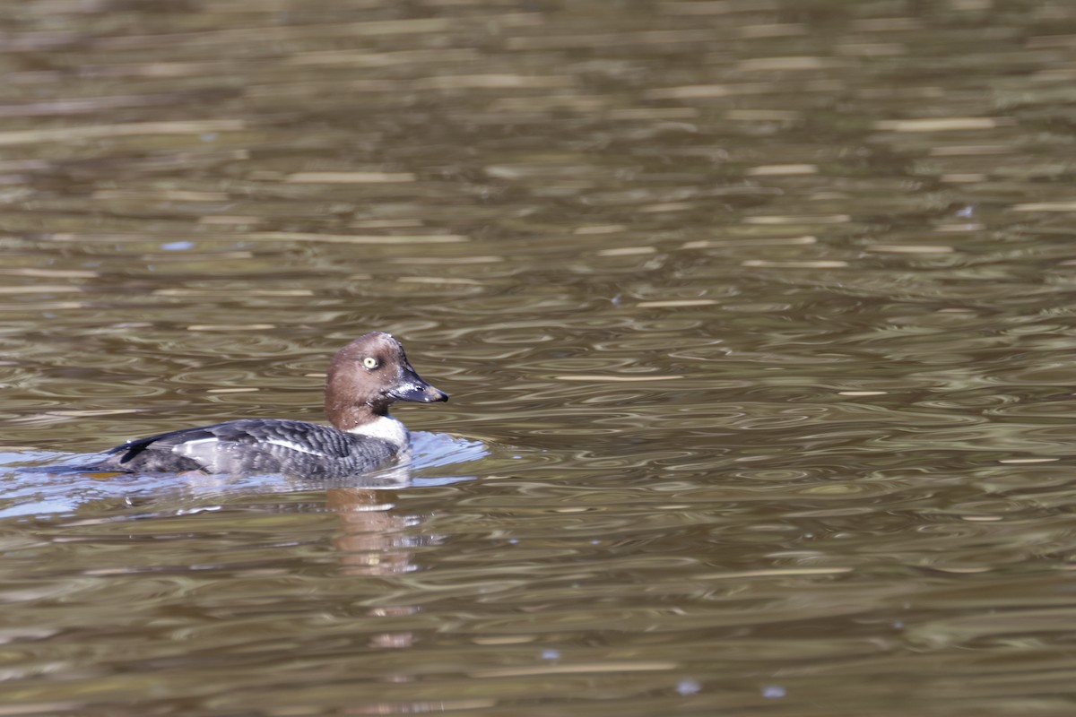 Common Goldeneye - ML646709939