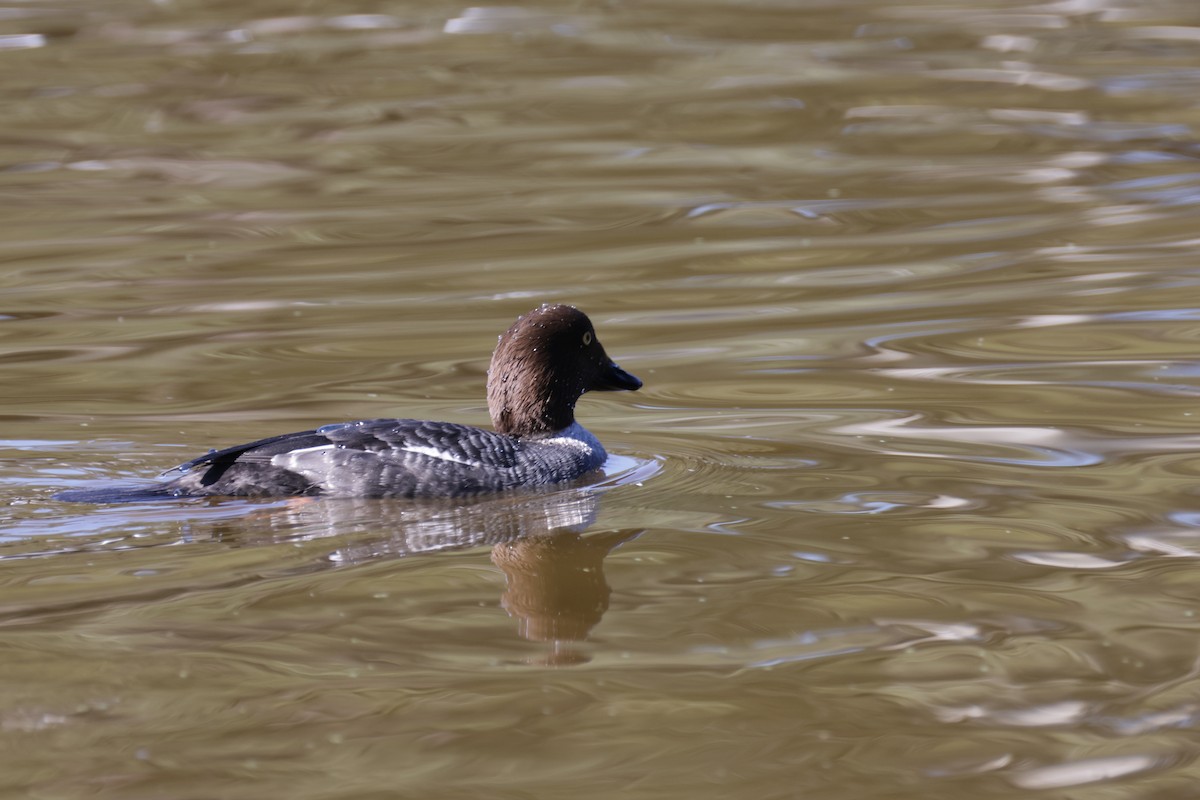 Common Goldeneye - ML646709940