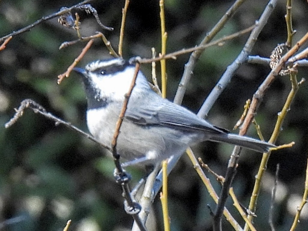 Mountain Chickadee - ML646709941