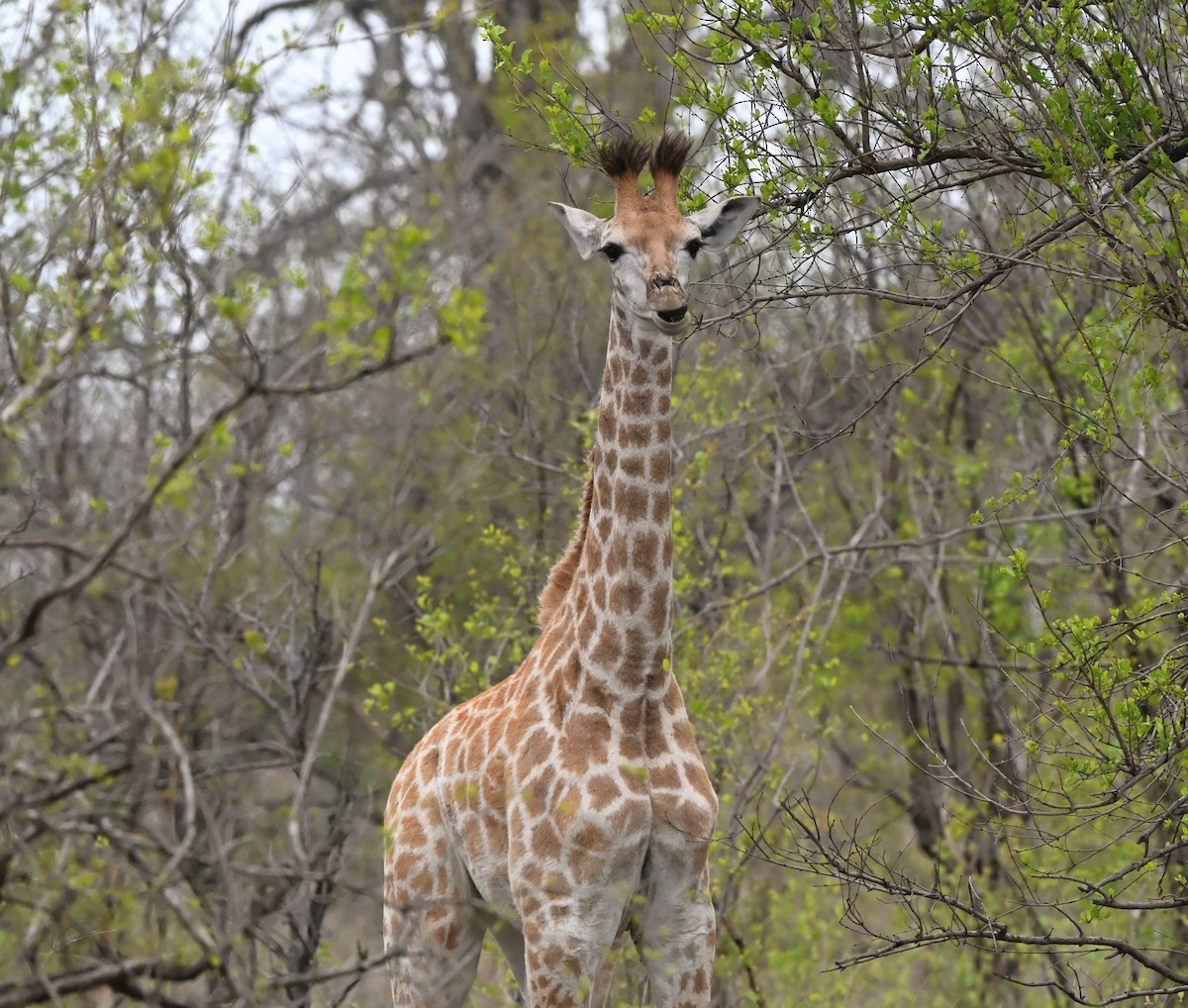 Southern African Giraffe - ML646709944