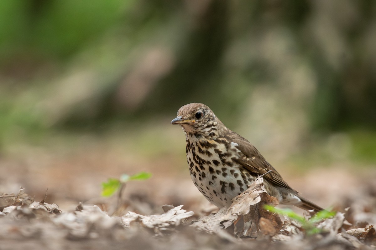 Дууч хөөндэй - ML646709947