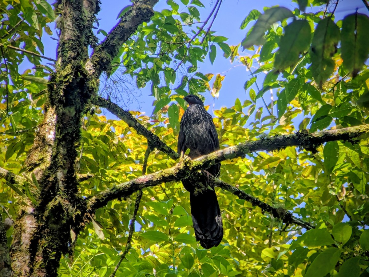 アカシャクケイ - ML646709948