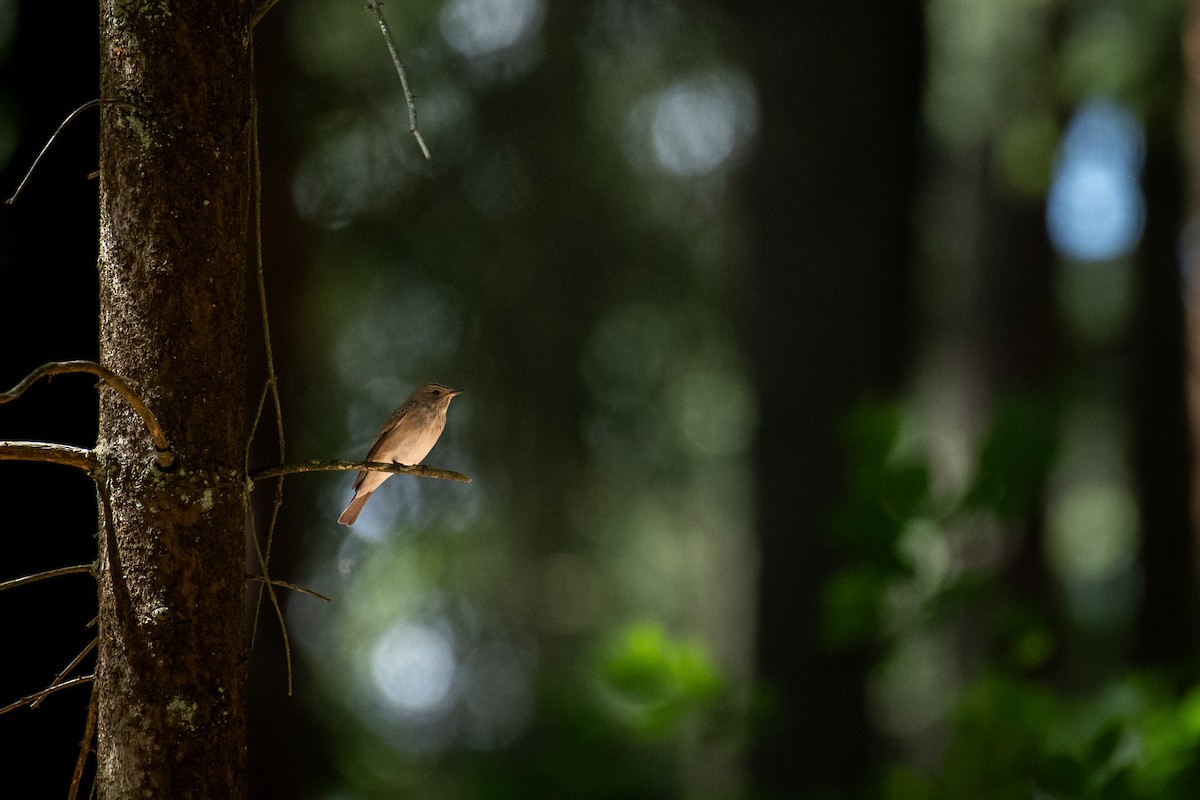 Бөртөт намнаахай - ML646709950