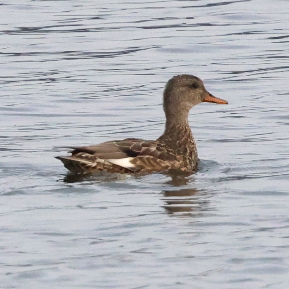 Серая утка - ML646709959