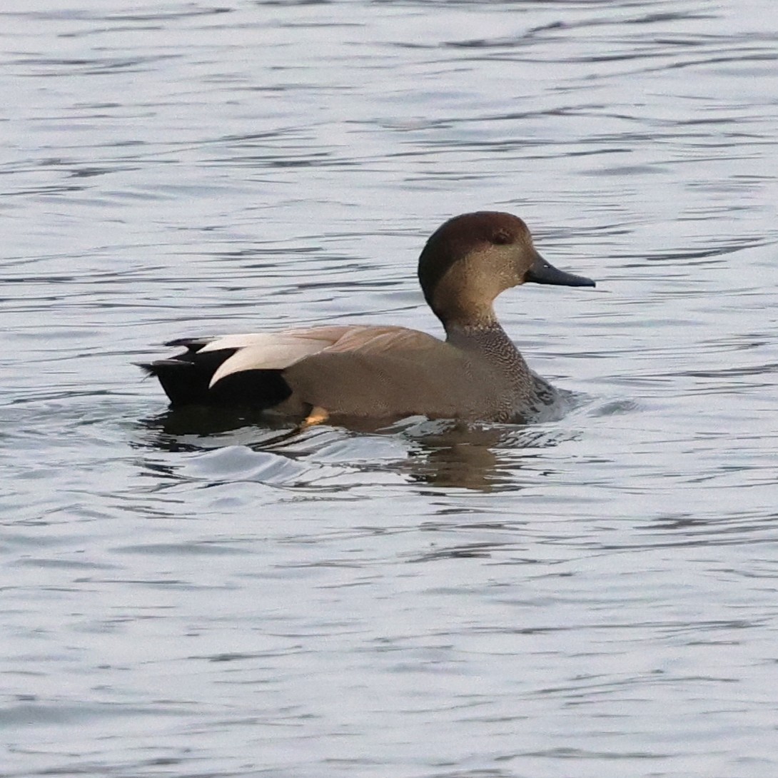 Серая утка - ML646709960