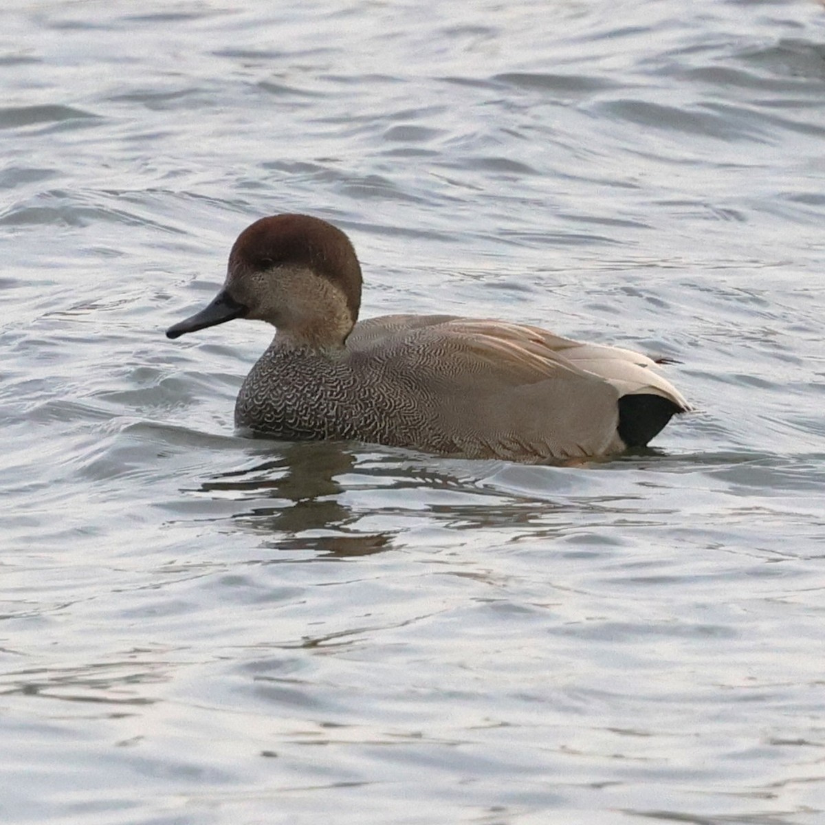 Серая утка - ML646709961