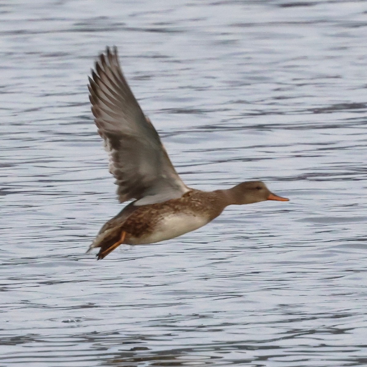 Серая утка - ML646709962