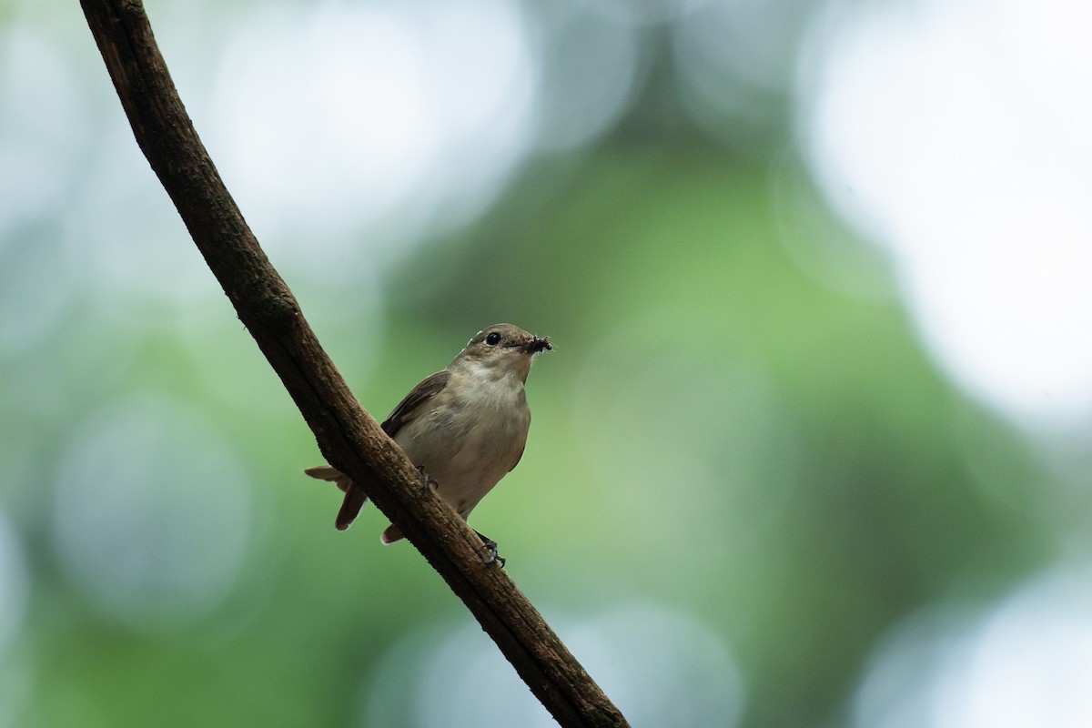 Алаг намнаа - ML646709963