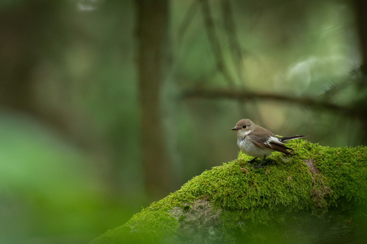 Алаг намнаа - ML646709964