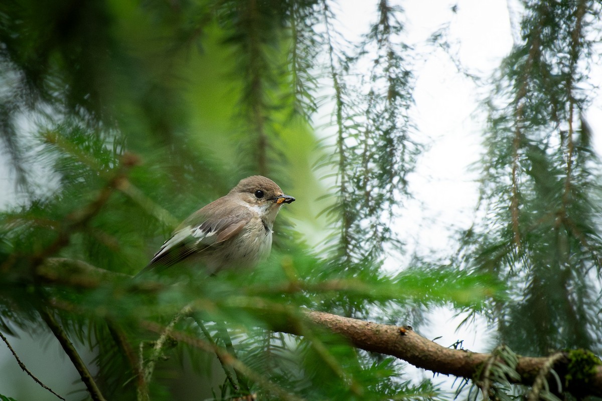 Алаг намнаа - ML646709965