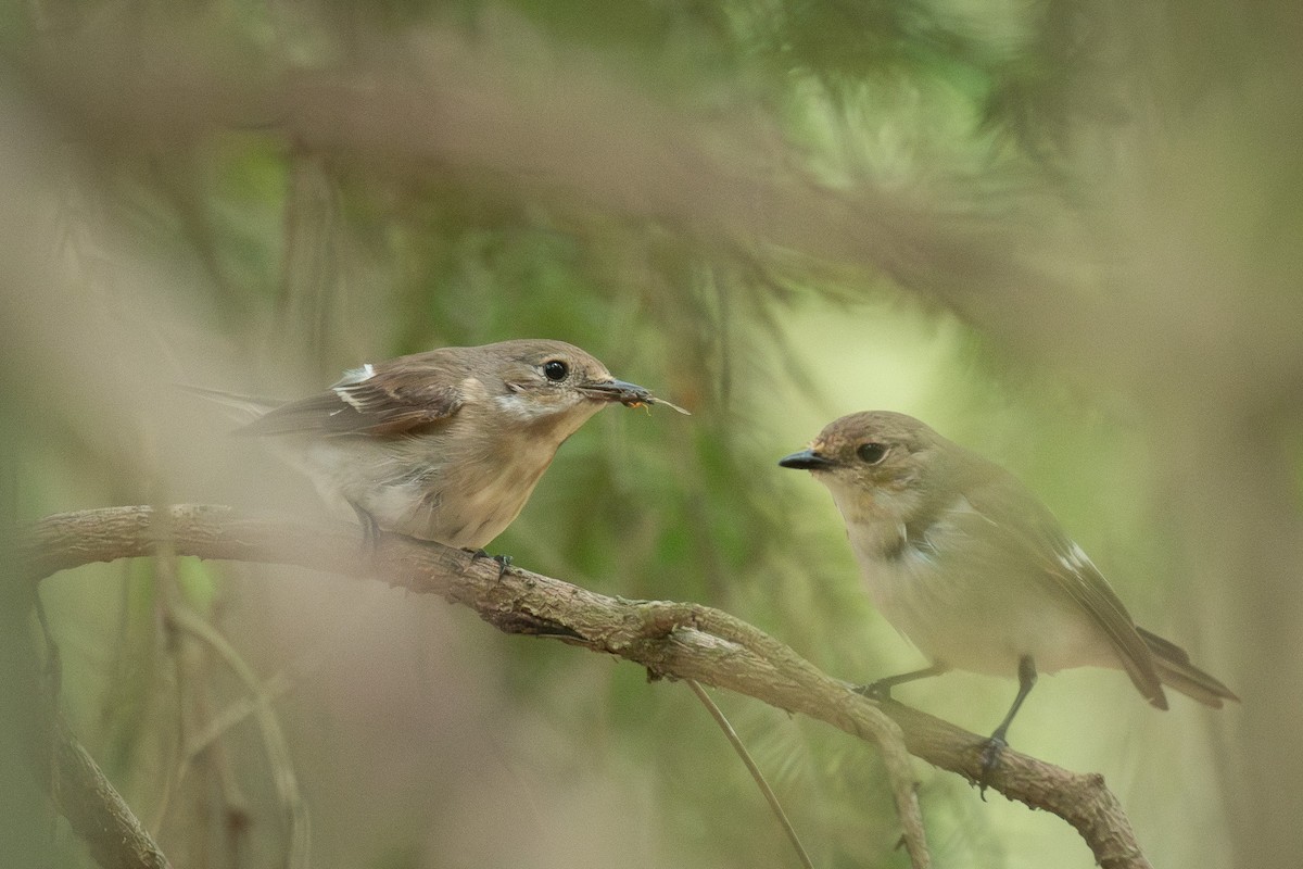 Алаг намнаа - ML646709966