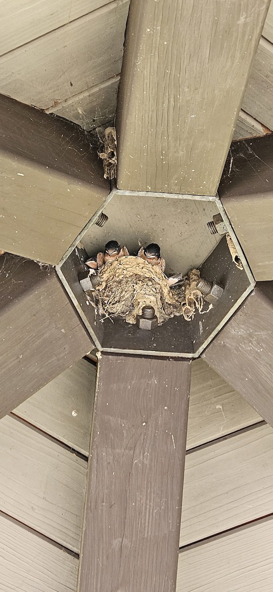 Hirondelle rustique - ML646709968