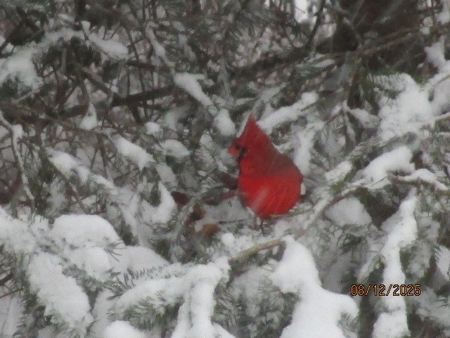 Northern Cardinal - ML646709971