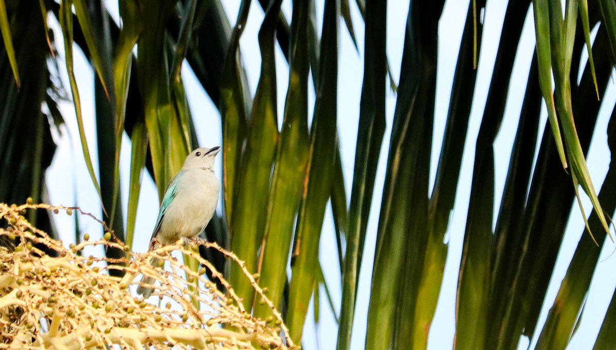 Sayaca Tanager - ML646709979