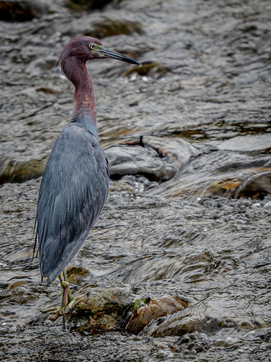 Little Blue Heron - ML646709988