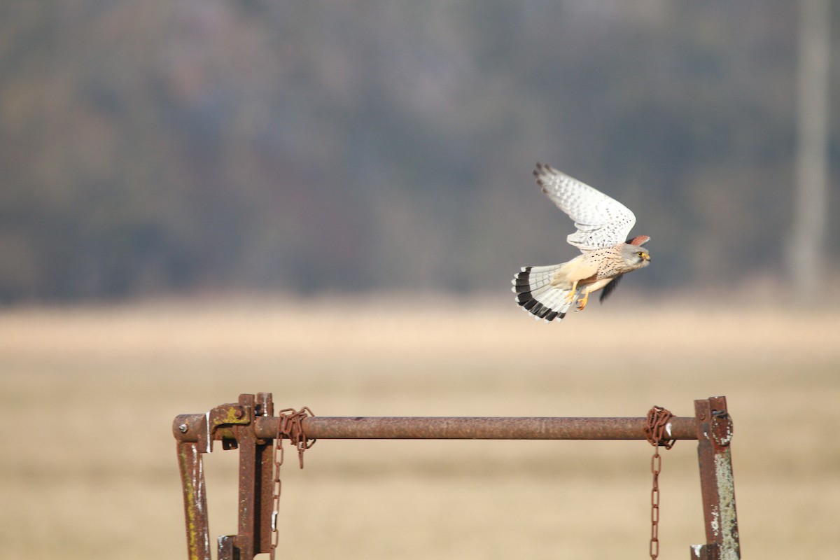 בז מצוי - ML646709989