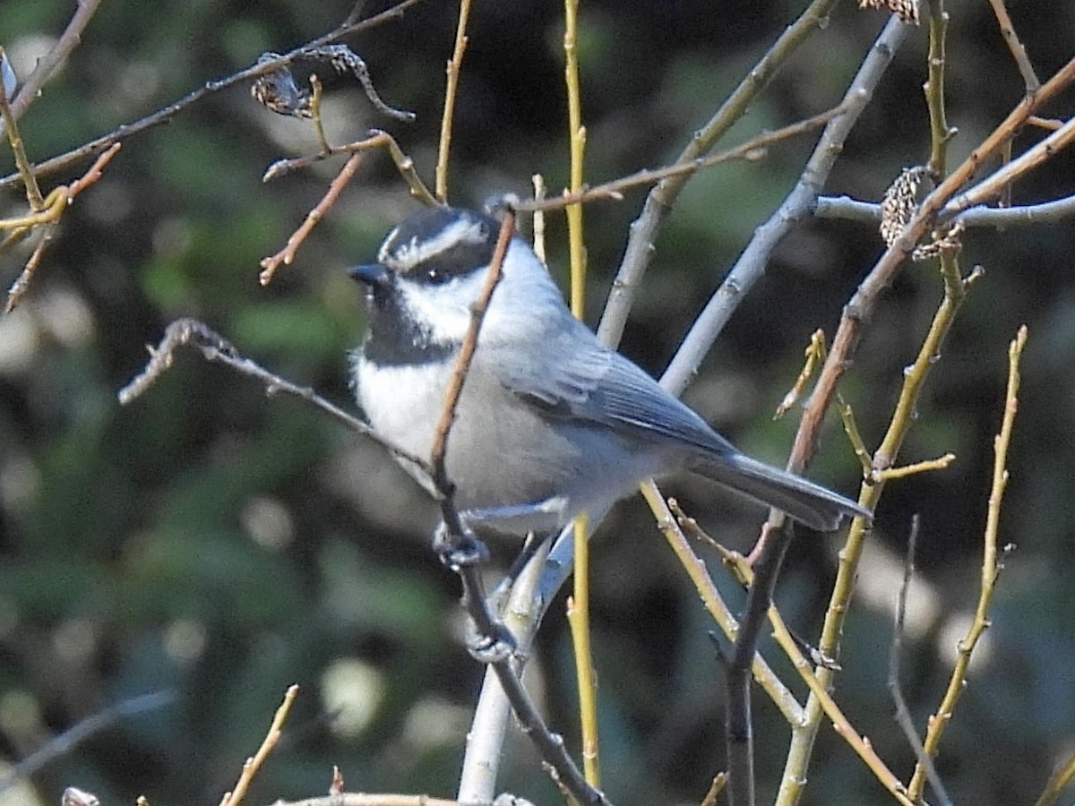 Mountain Chickadee - ML646710002