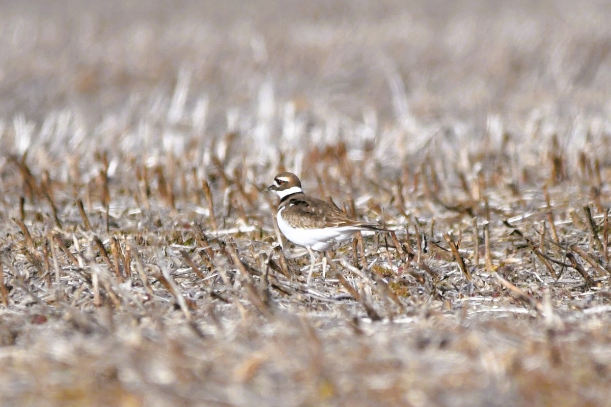 Çayır Cılıbıtı - ML646710005