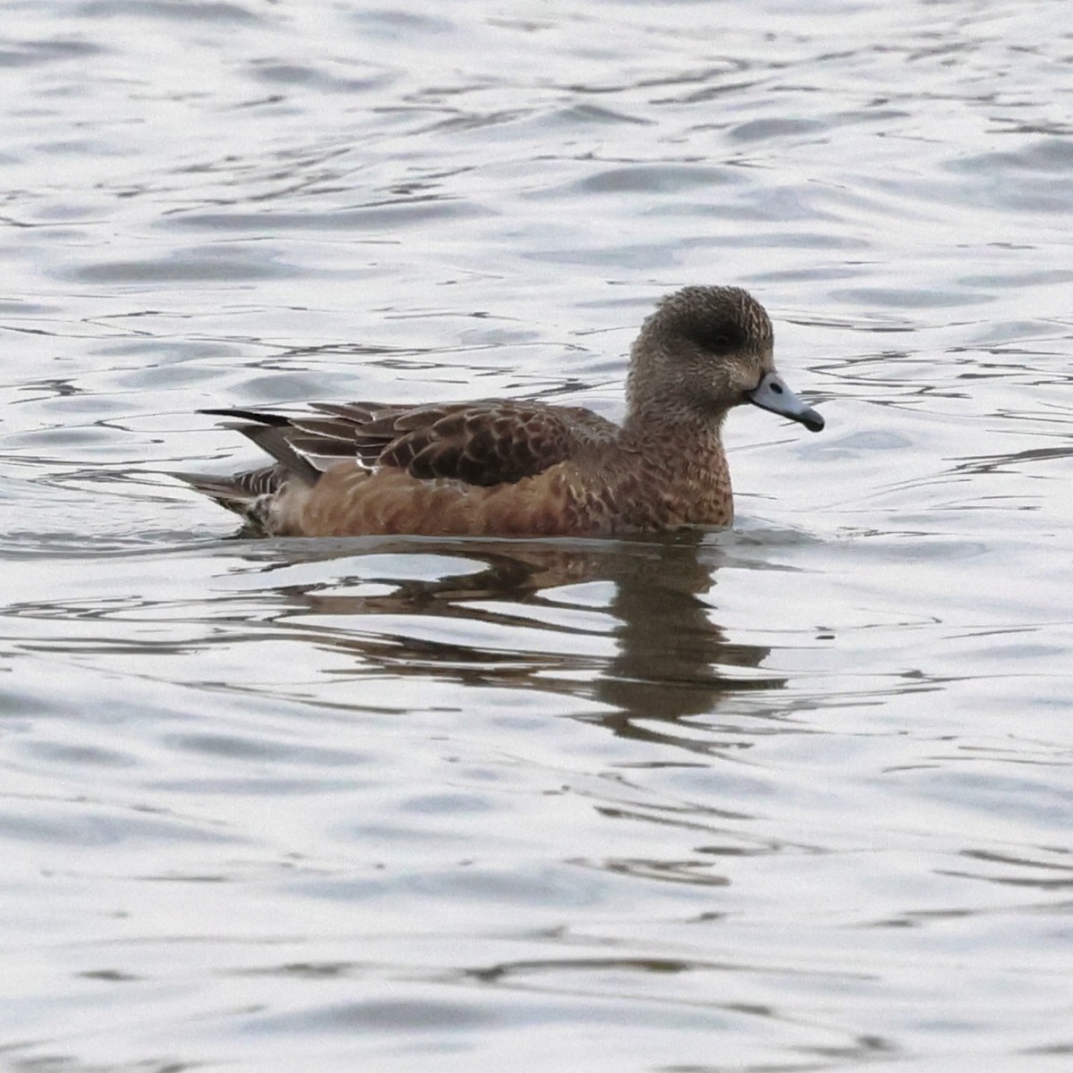 American Wigeon - ML646710009