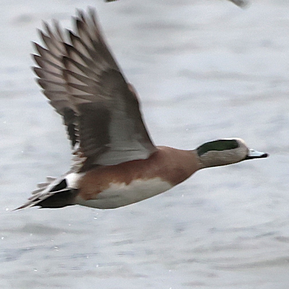 American Wigeon - ML646710010