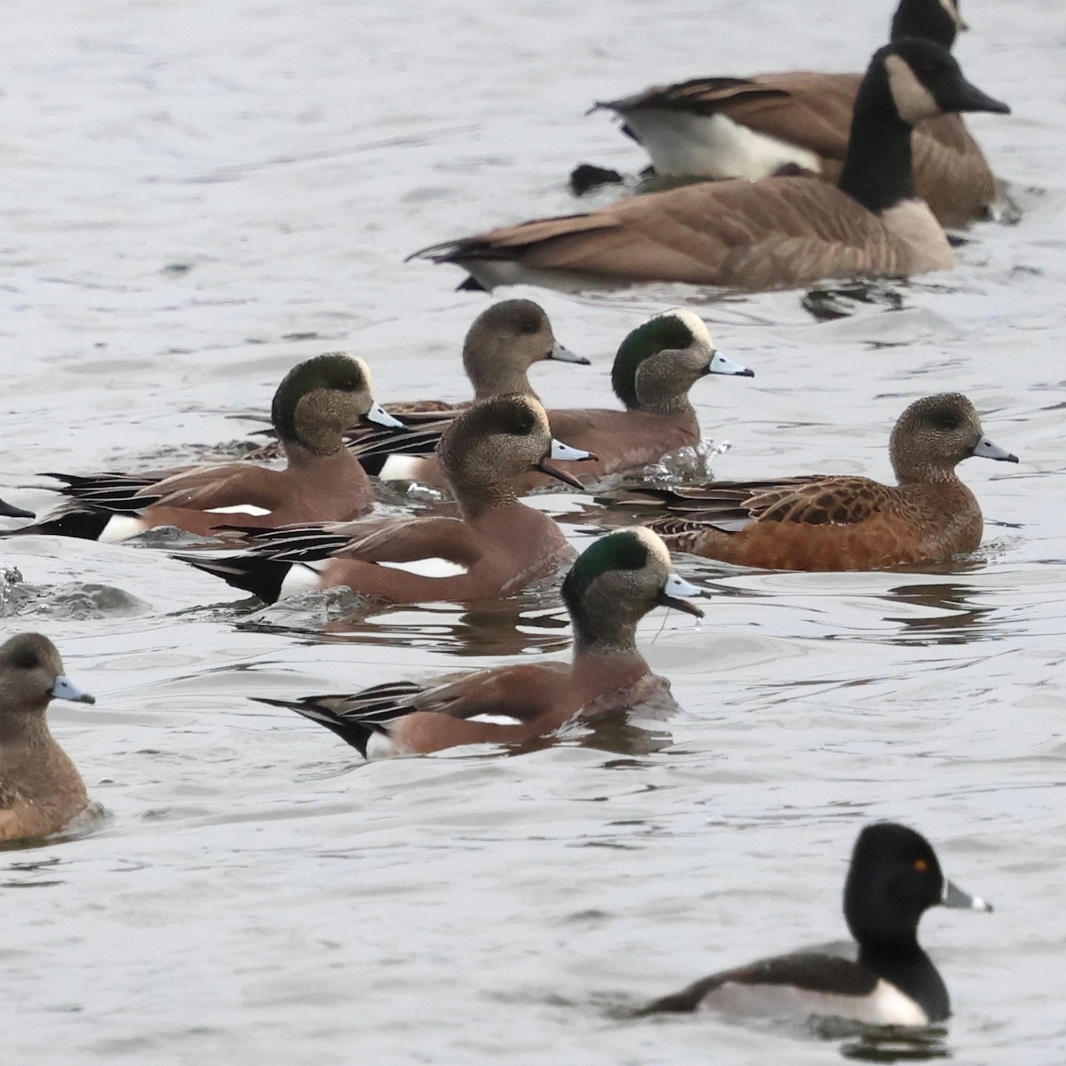 American Wigeon - ML646710011