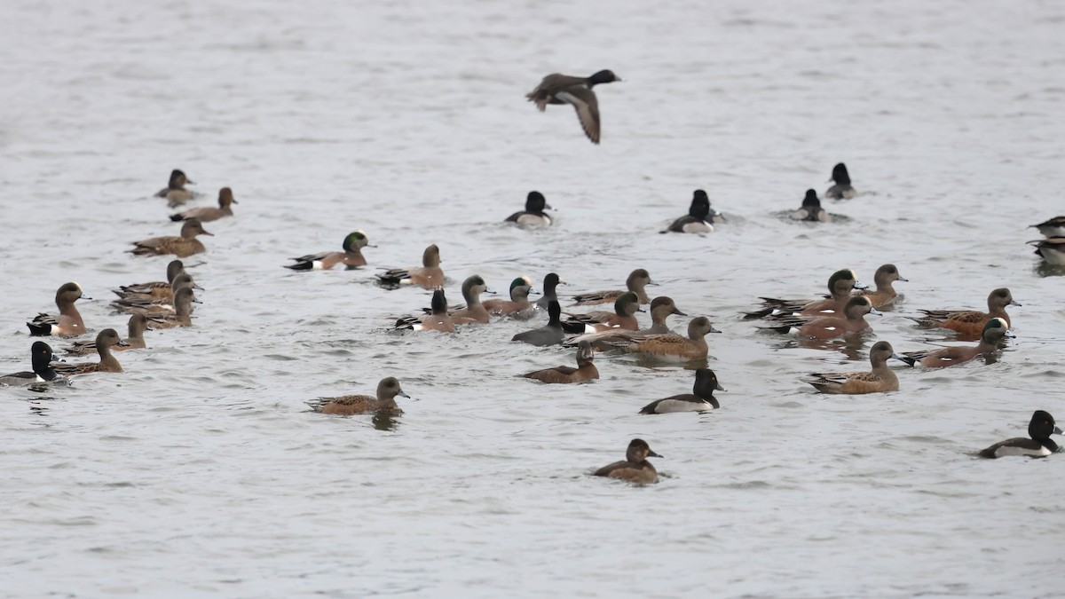 American Wigeon - ML646710012