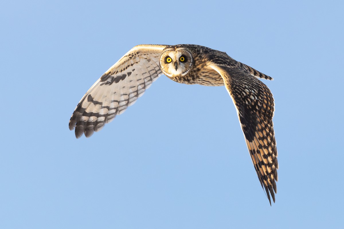 kalous pustovka - ML646710019