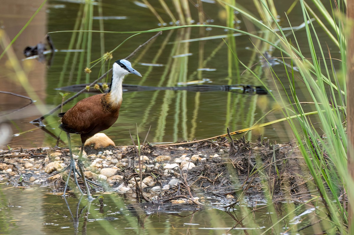 Африканская якана - ML646710020