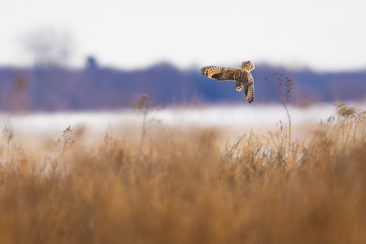 kalous pustovka - ML646710021