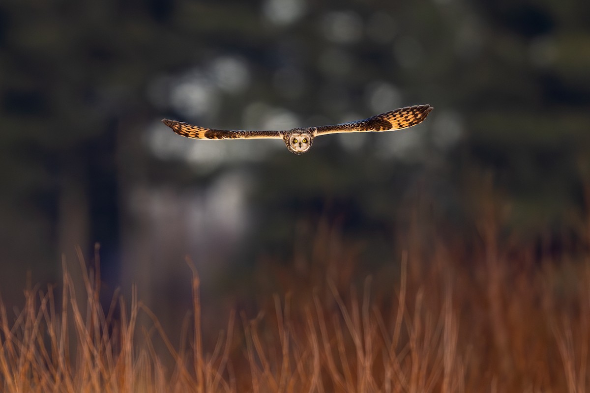 kalous pustovka - ML646710022