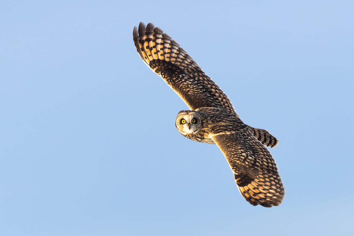 kalous pustovka - ML646710023